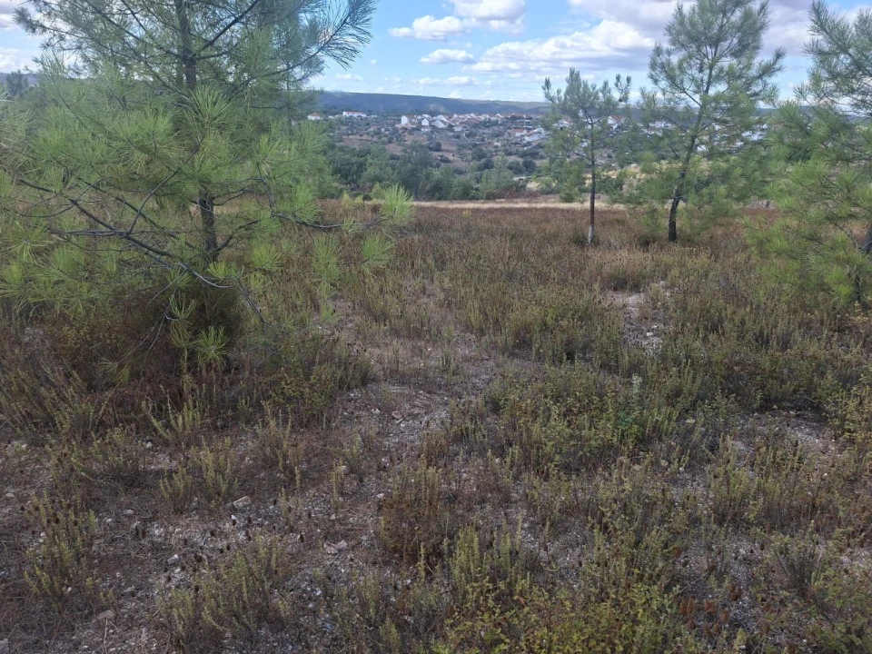 Terreno para Venda em Tapada de Tamões, Lentiscais, Castelo Branco Foto 8