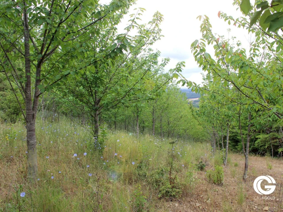 Terreno para Venda em Pragança Foto 10