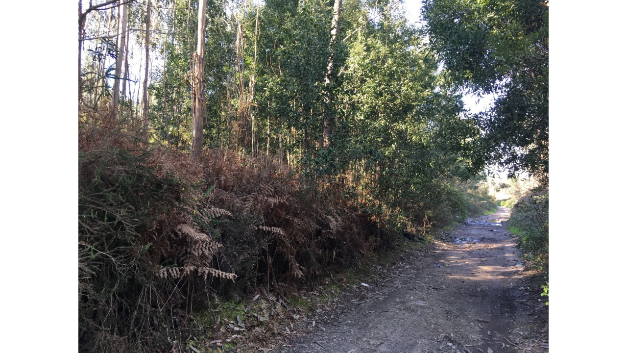 Terreno Misto para Venda em Maia Foto 3