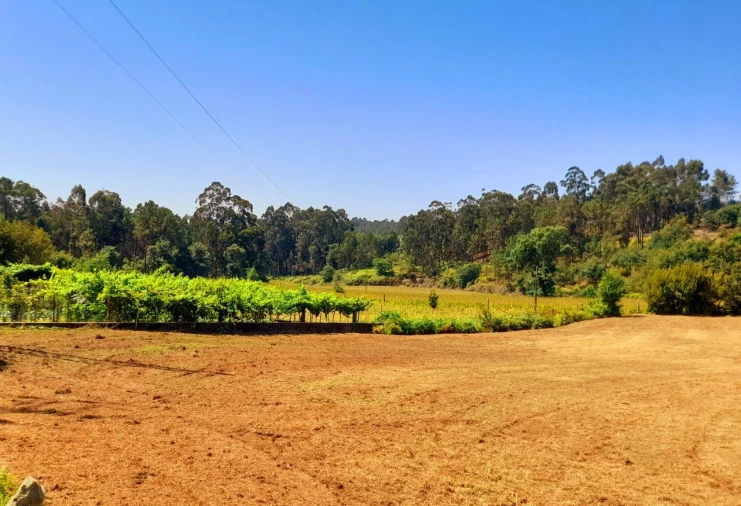 Terreno para Venda em Cervães Foto 1