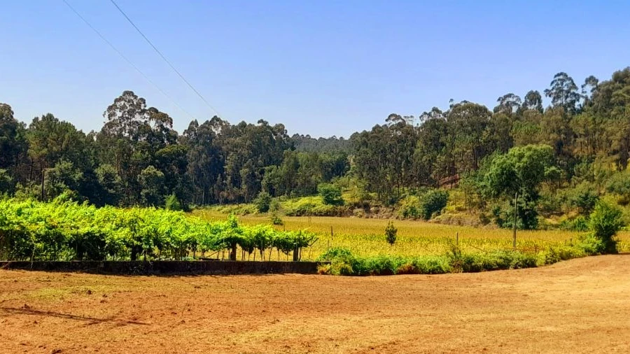 Terreno para Venda em Cervães