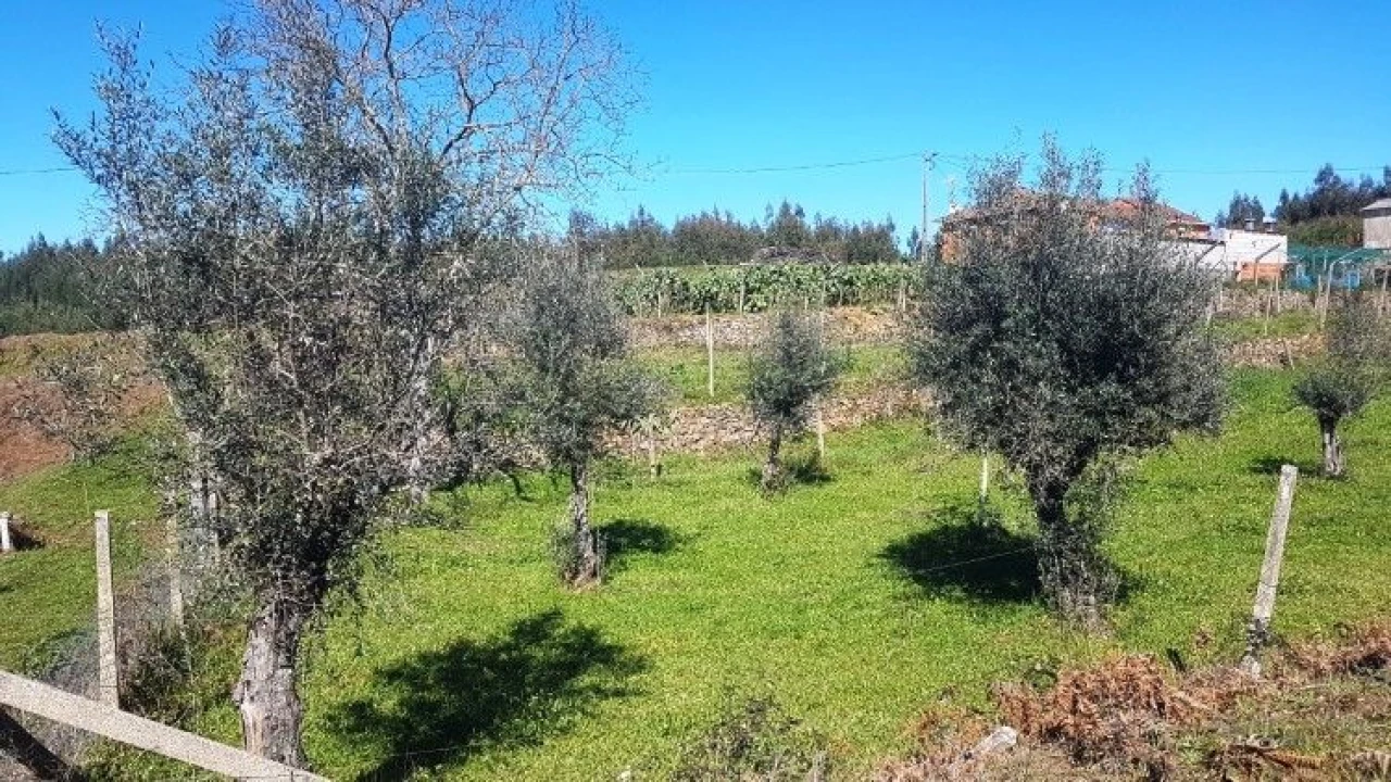 Quinta T4 para Venda em Salgueirinha Foto 26