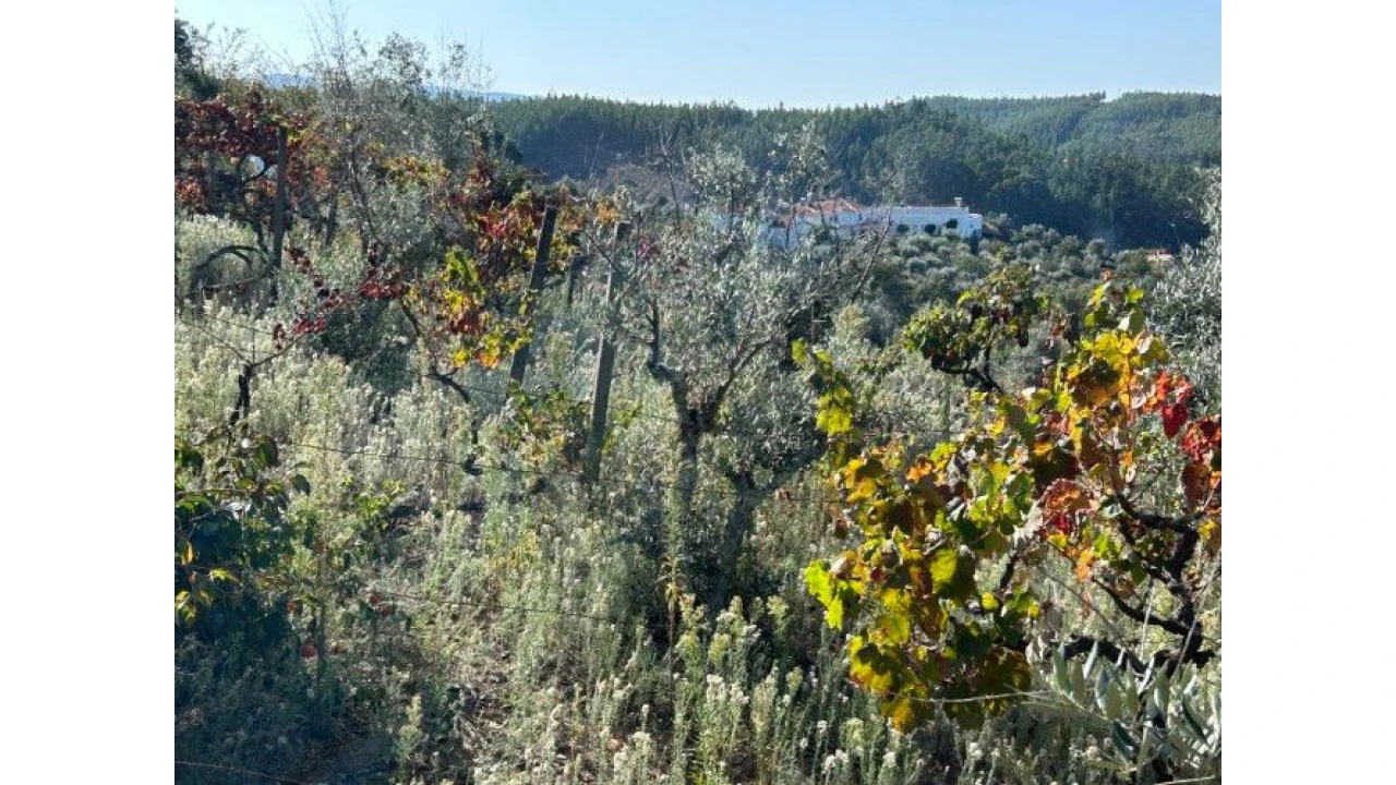 Terreno P/ Moradia para Venda em Amoreira Cimeira Foto 9