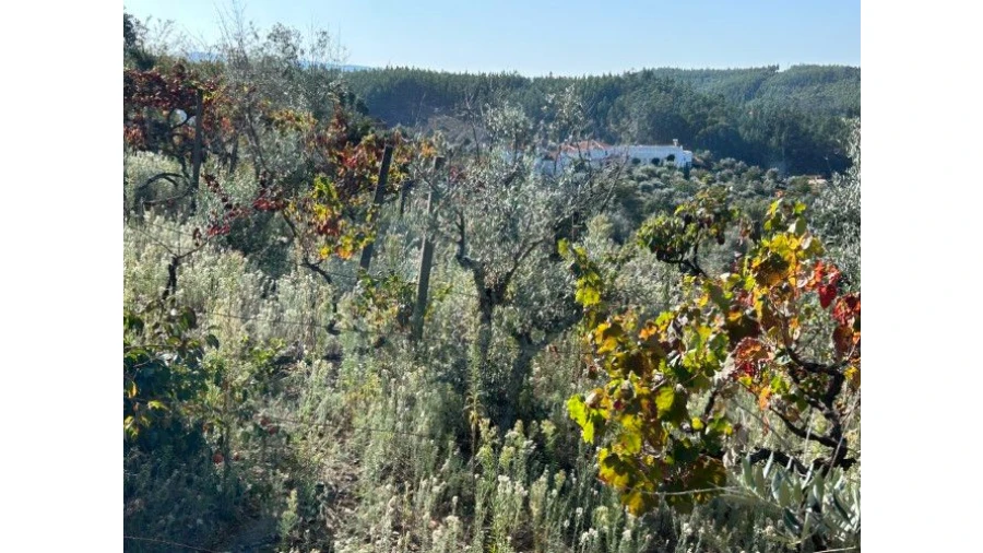 Terreno P/ Moradia para Venda em Amoreira Cimeira Foto 9