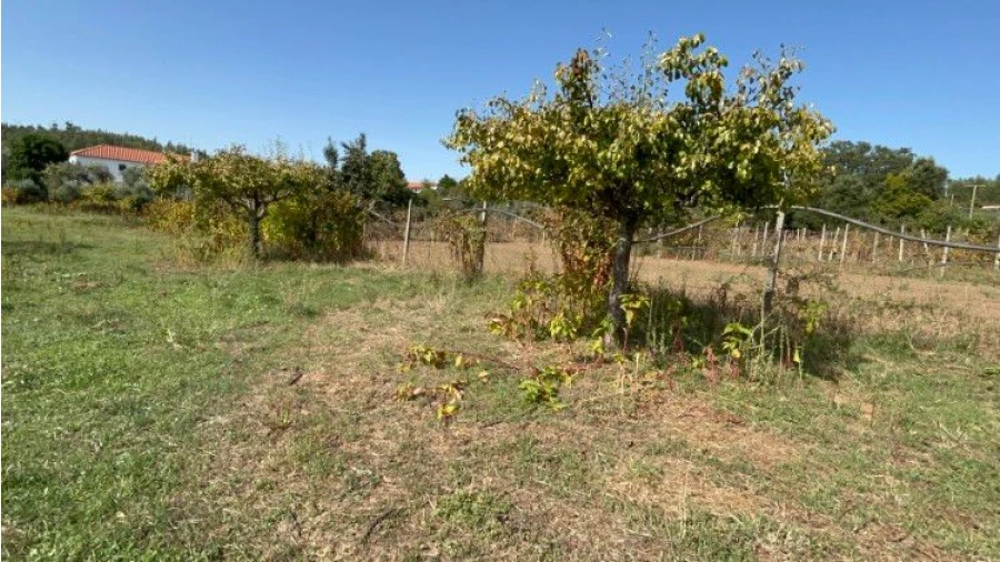 Terreno P/ Moradia para Venda em Vila Facaia Foto 8