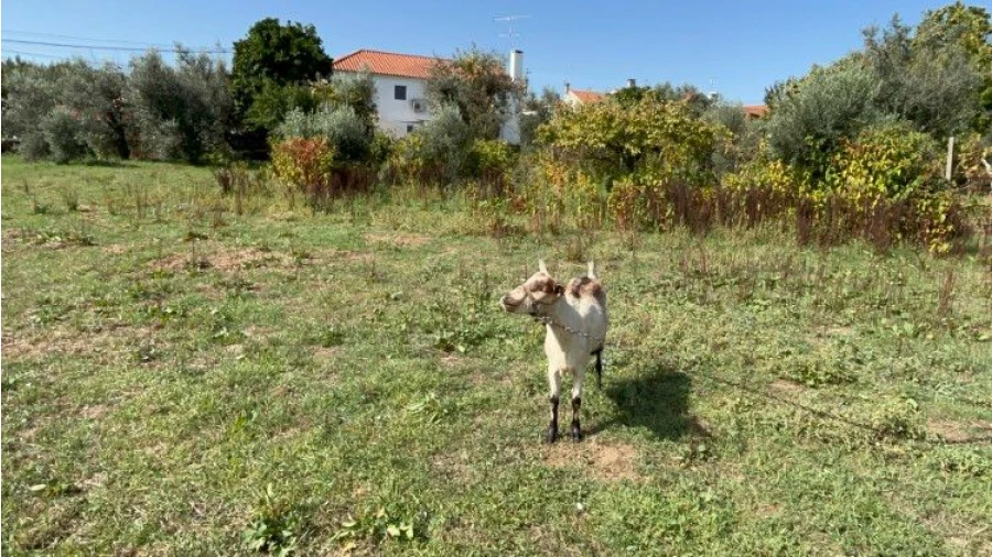 Terreno P/ Moradia para Venda em Vila Facaia Foto 15
