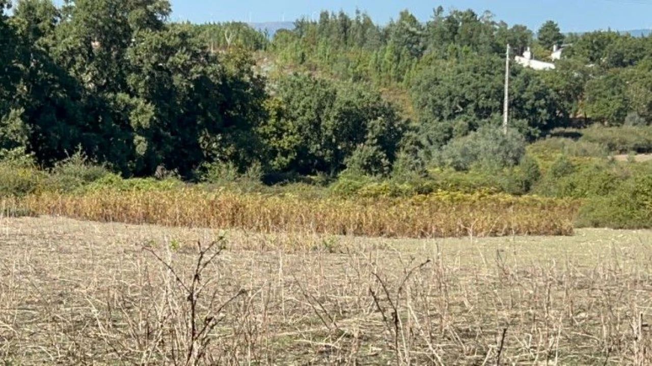 Terreno para Venda em Pedrógão Grande Foto 21