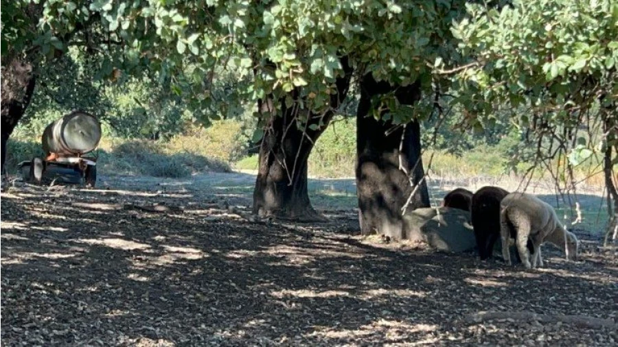 Terreno para Venda em Pedrógão Grande Foto 19