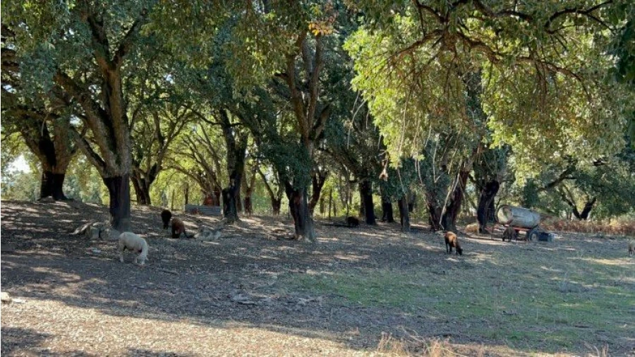Terreno para Venda em Pedrógão Grande Foto 23