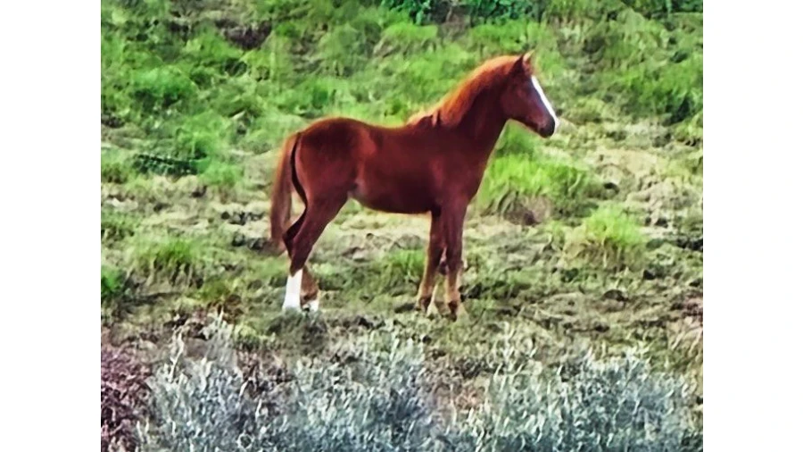 Moradia T2 para Venda em Moita Foto 41