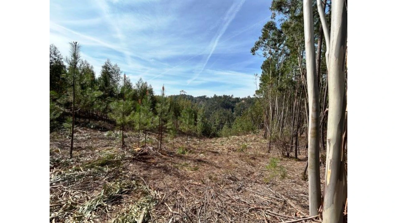 Terreno para Venda em Lomba Foto 4