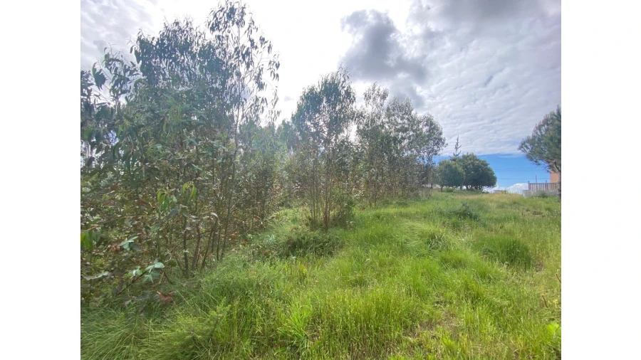 Terreno para Venda em Salir de Matos Foto 4