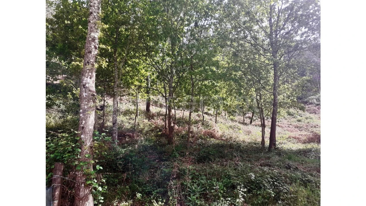 Terreno para Venda em Eira Vedra Foto 5