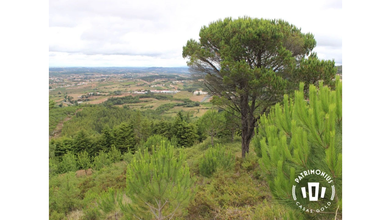 Terreno para Venda em Pragança Foto 7