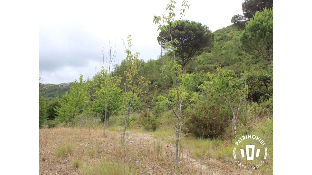 Terreno para Venda em Pragança Foto 11