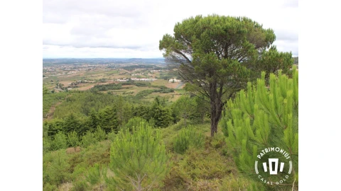 Terreno para Venda em Pragança