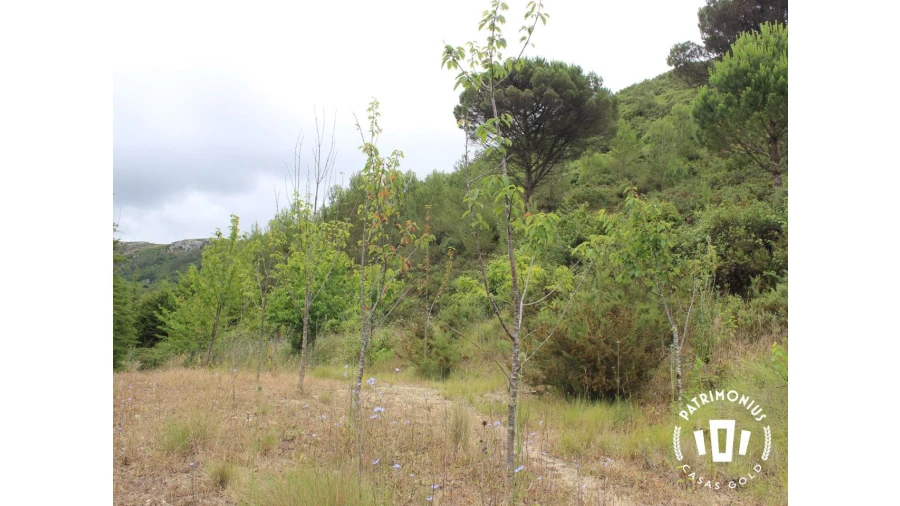 Terreno para Venda em Pragança Foto 11