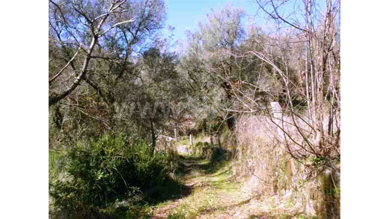 Quinta para Venda em Serzedelo Foto 19