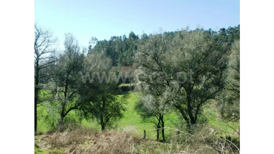 Quinta para Venda em Serzedelo Foto 17