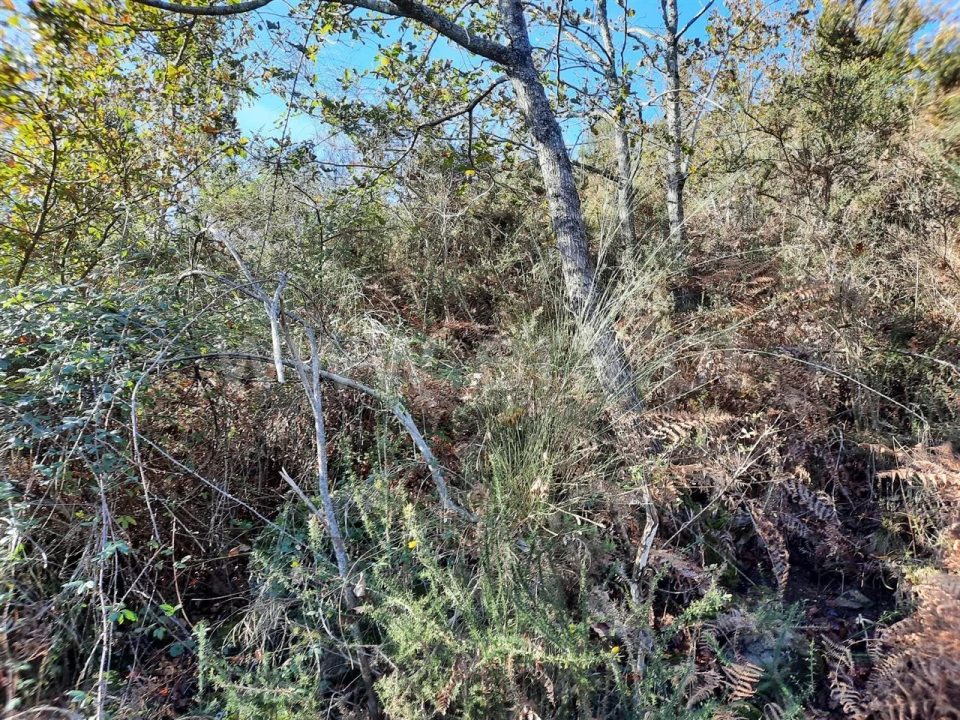 Terreno para Venda em Fontarcada Foto 4