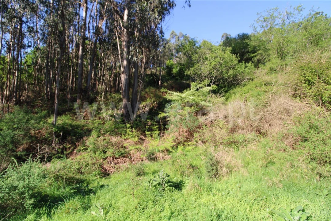 Terreno para Venda em Fontarcada Foto 6