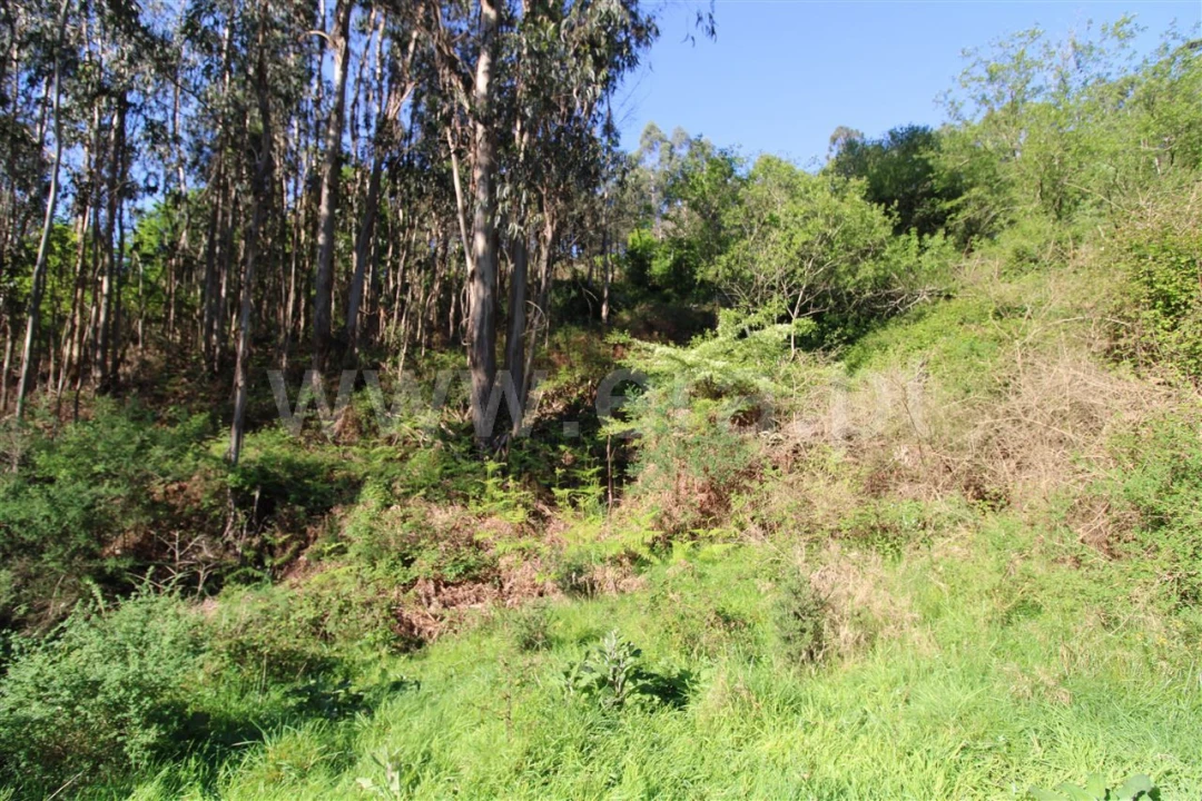 Terreno para Venda em Fontarcada Foto 7