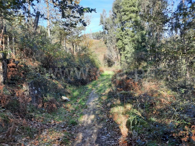 Terreno para Venda em Fontarcada Foto 1