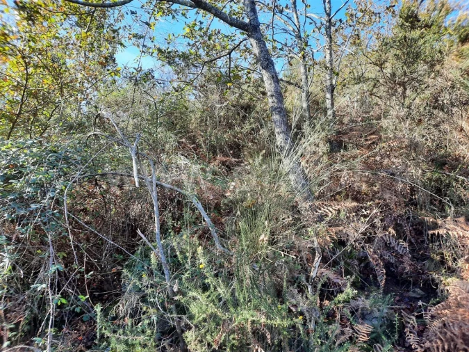 Terreno para Venda em Fontarcada Foto 4