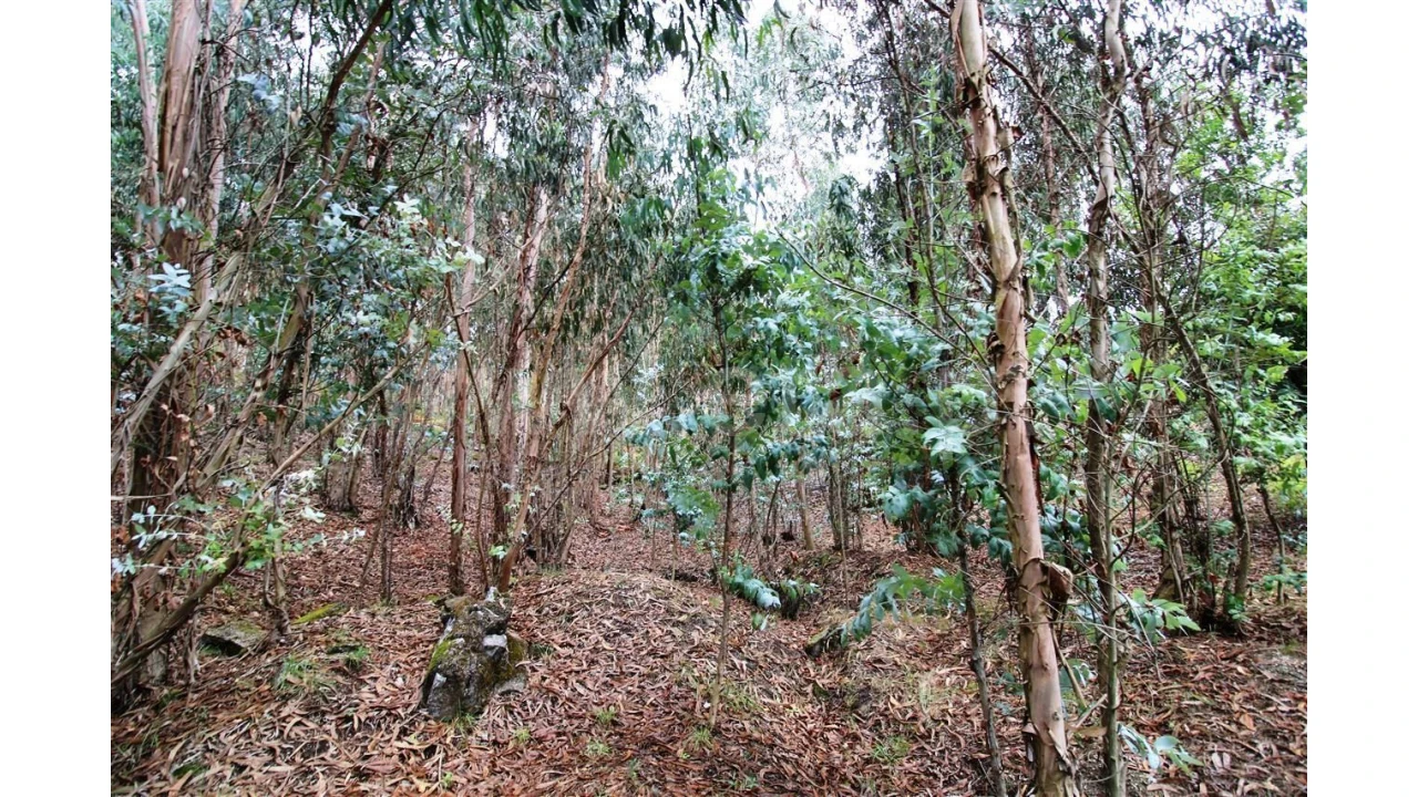 Moradia T5 para Venda em Taíde Foto 26