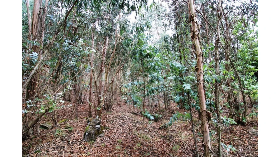 Moradia T5 para Venda em Taíde Foto 26