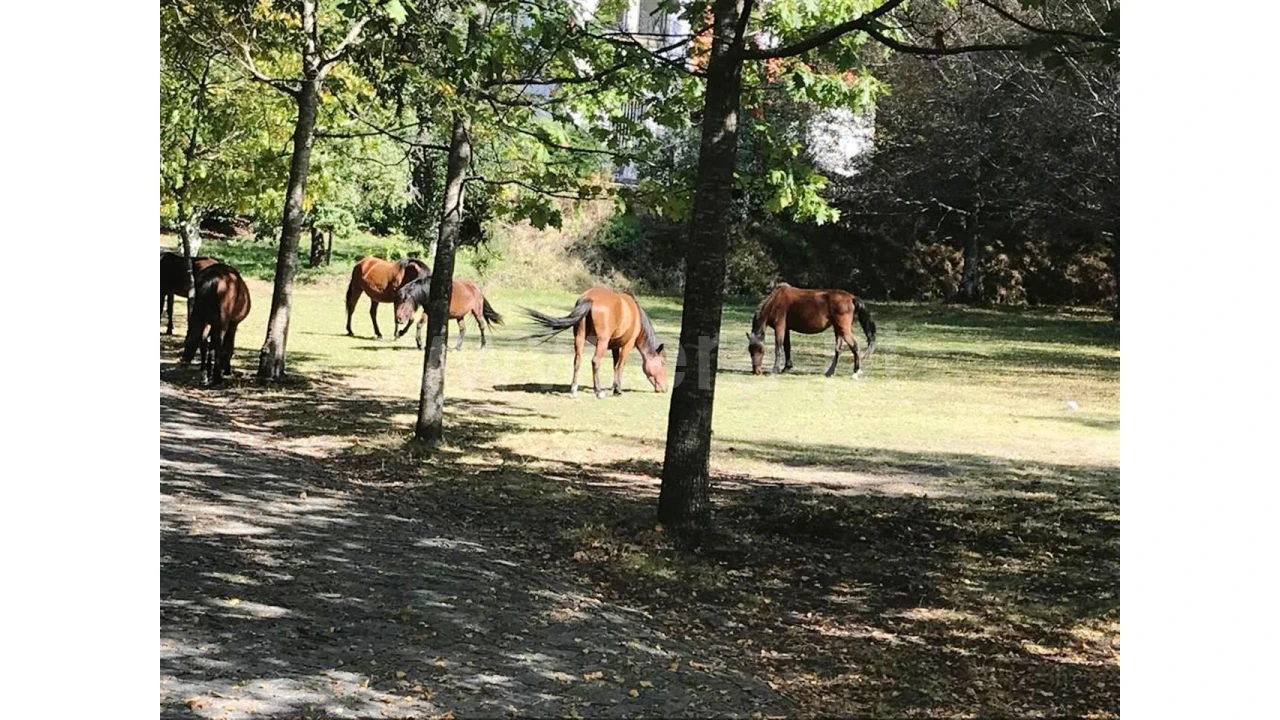 Negócio para Venda em Rua Renda, Campos Foto 34