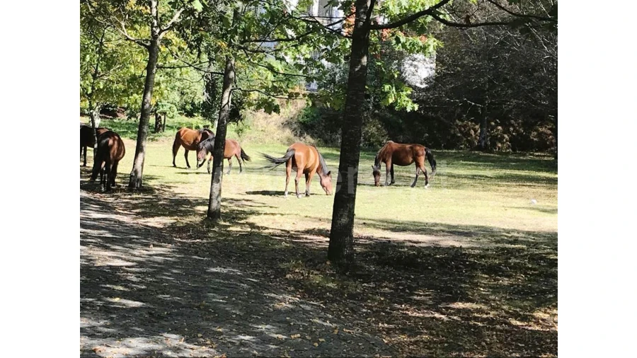 Negócio para Venda em Rua Renda, Campos Foto 34