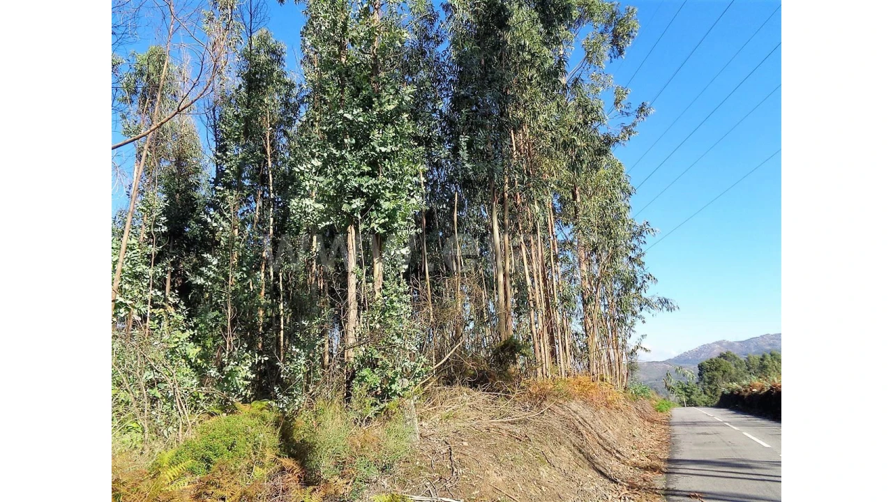 Terreno para Venda em Ferreiros Foto 2