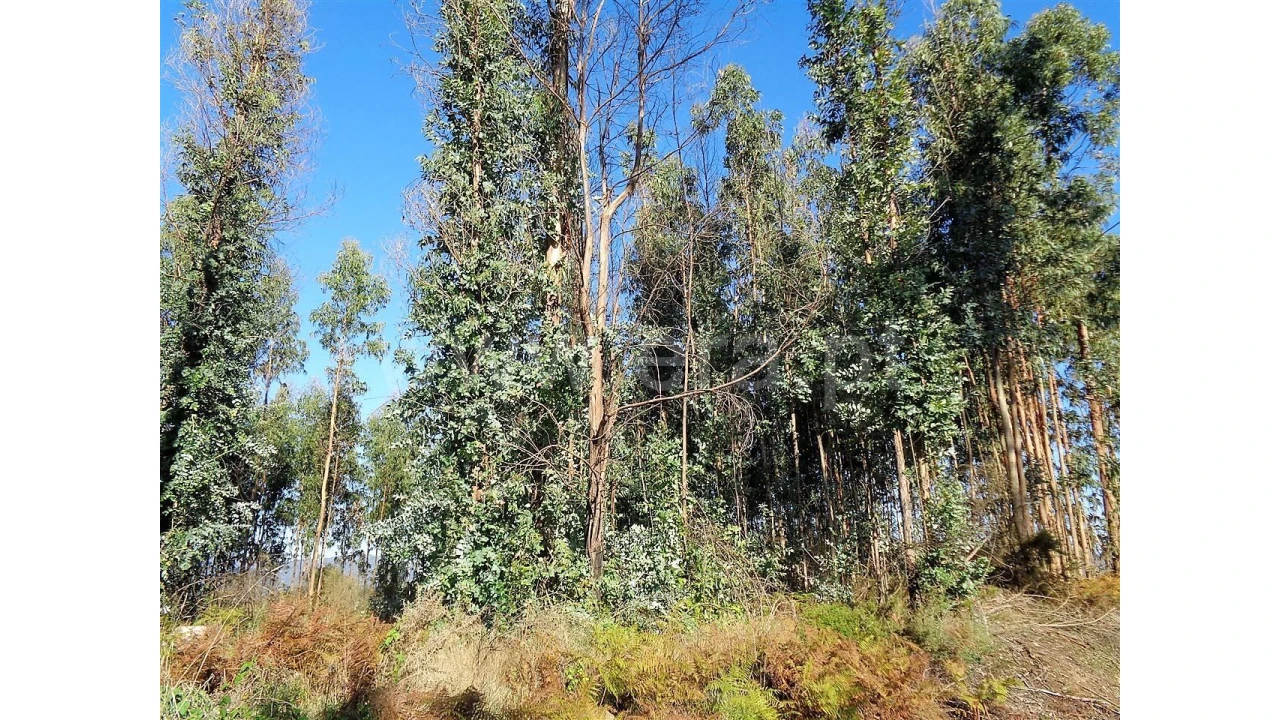 Terreno para Venda em Ferreiros Foto 4
