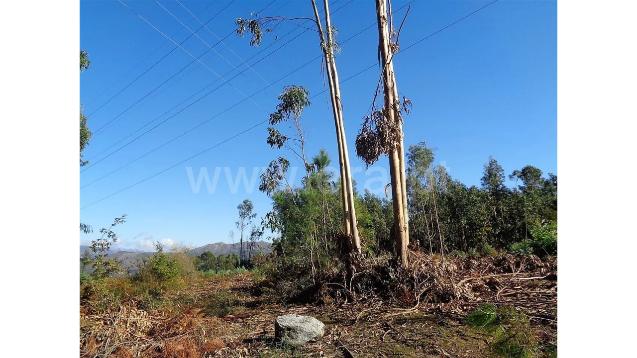Terreno para Venda em Ferreiros Foto 5