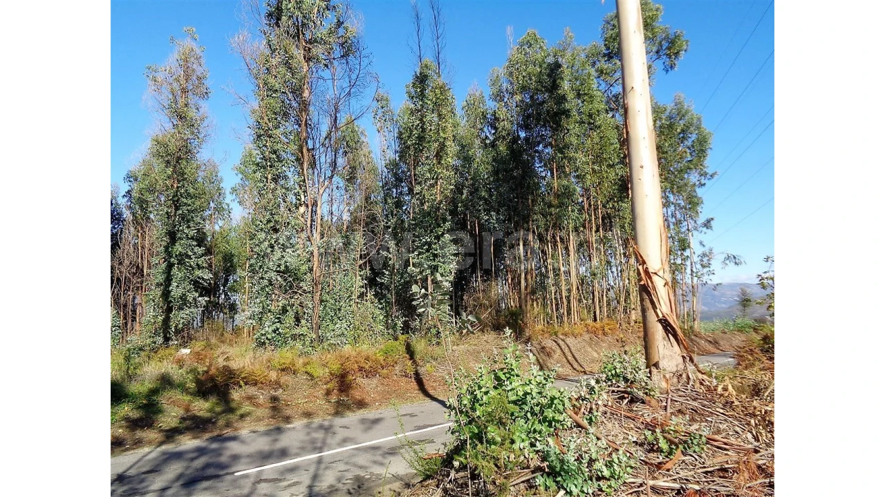 Terreno para Venda em Ferreiros Foto 6