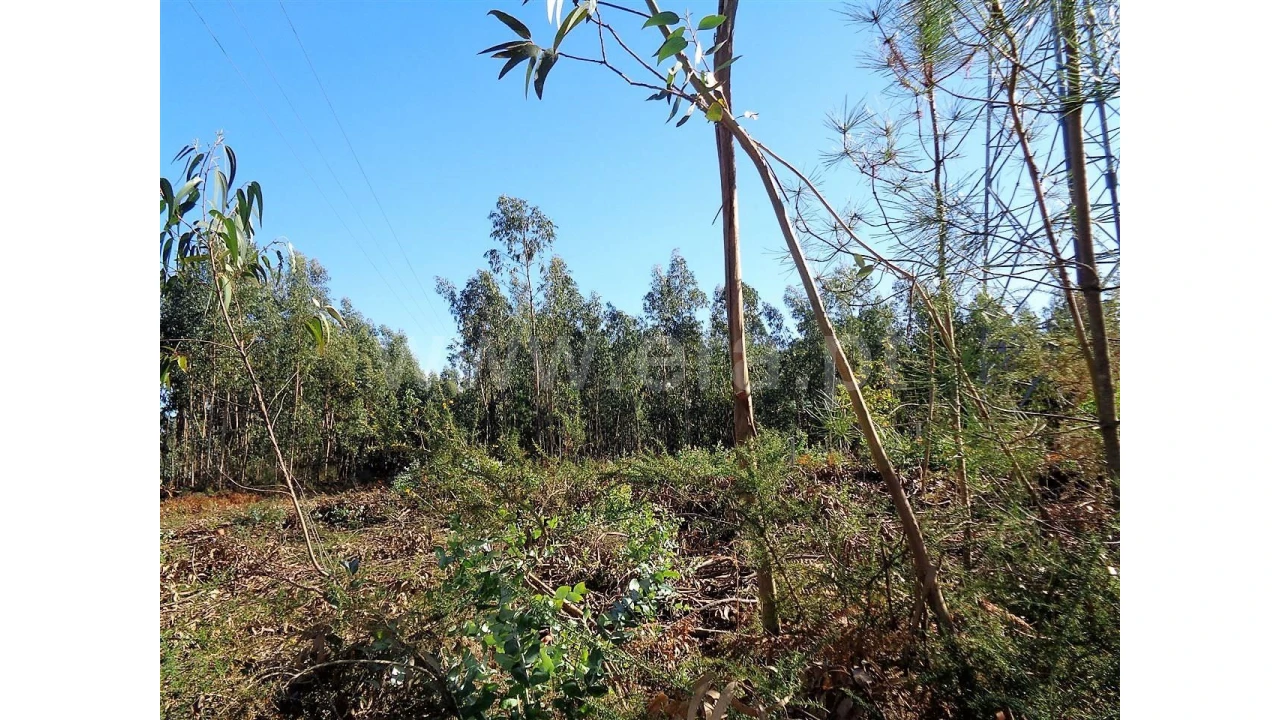 Terreno para Venda em Ferreiros Foto 8