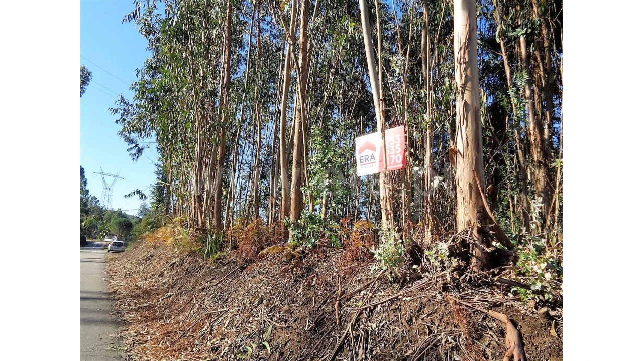 Terreno para Venda em Ferreiros Foto 15