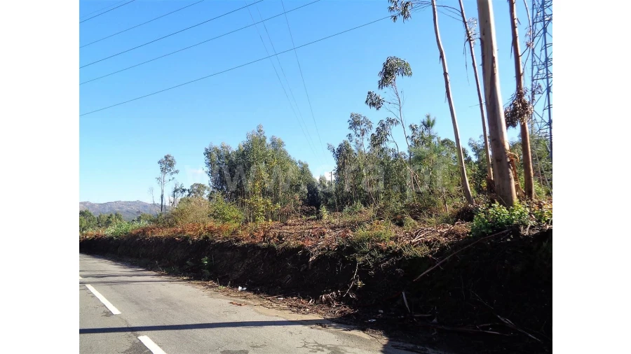 Terreno para Venda em Ferreiros Foto 3
