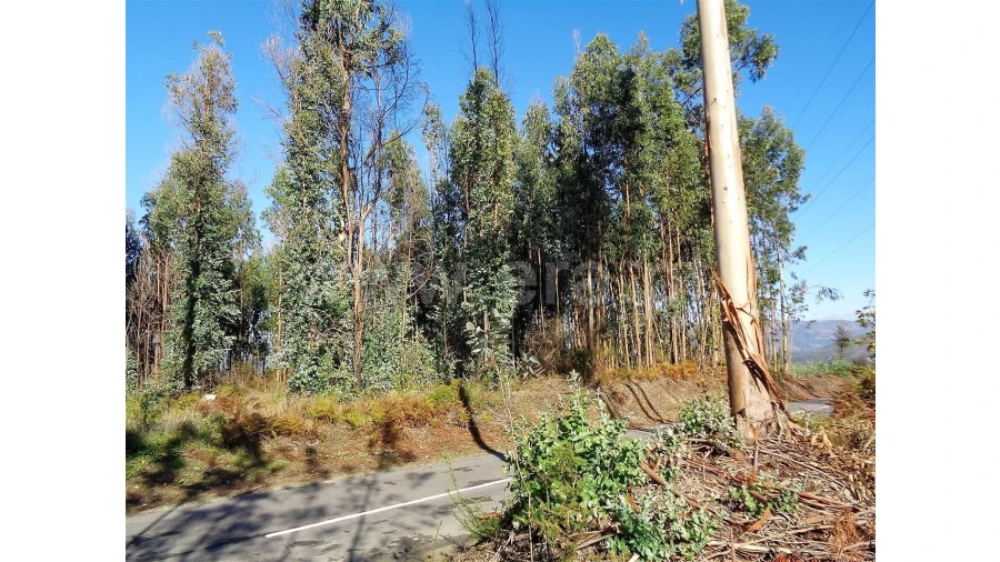 Terreno para Venda em Ferreiros Foto 6
