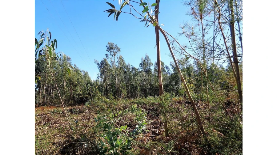 Terreno para Venda em Ferreiros Foto 10