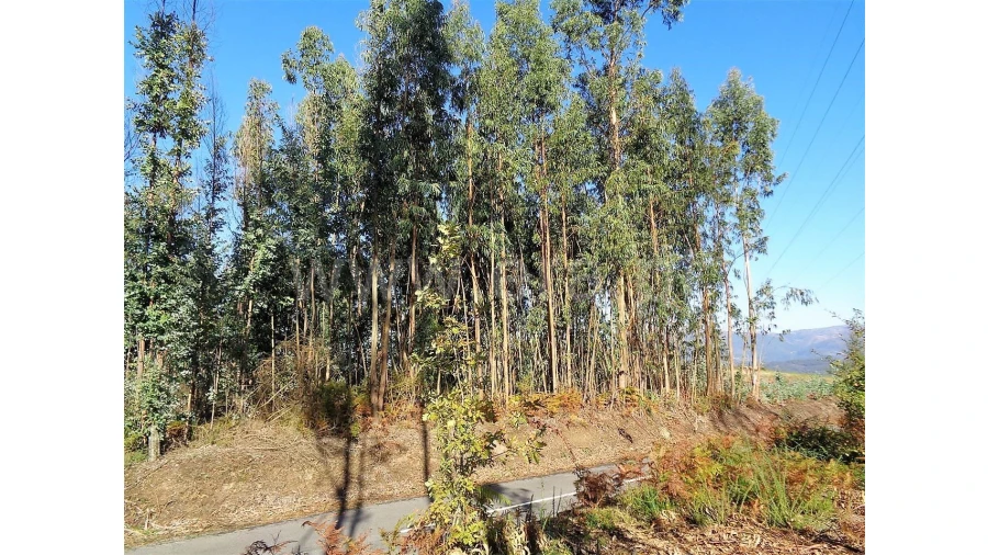 Terreno para Venda em Ferreiros Foto 12