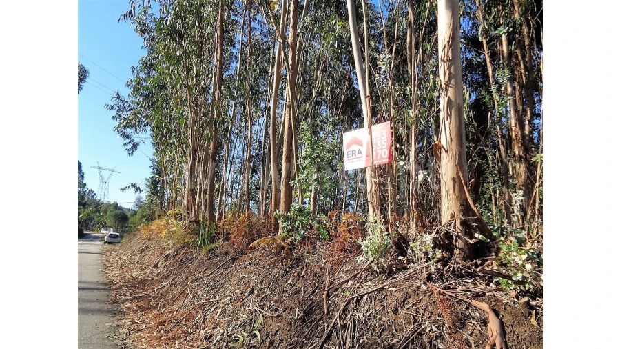 Terreno para Venda em Ferreiros Foto 15