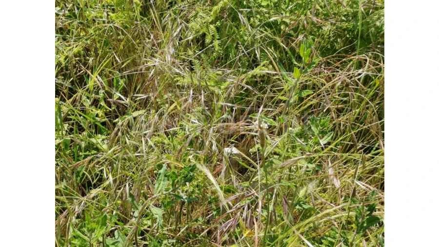 Terreno para Venda em Galegos Foto 8