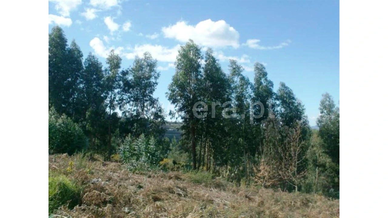 Terreno para Venda em Covelas Foto 4
