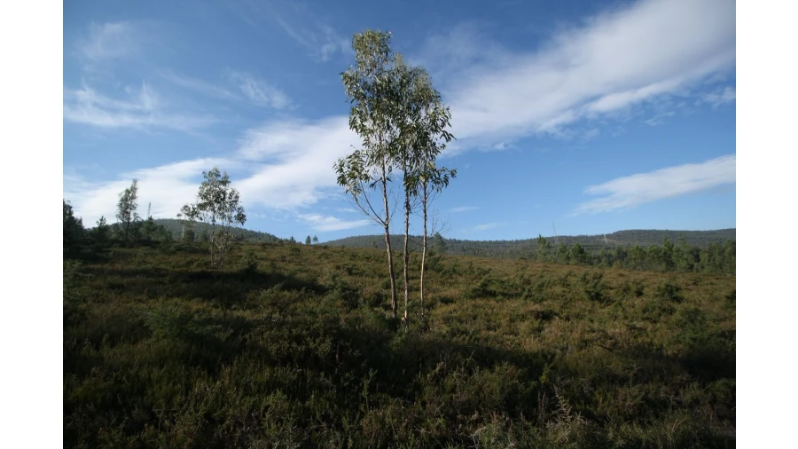 Terreno para Venda em Recarei Foto 11