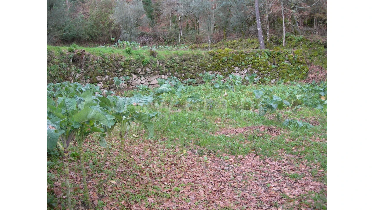 Quinta para Venda em Teixugueiras Foto 4