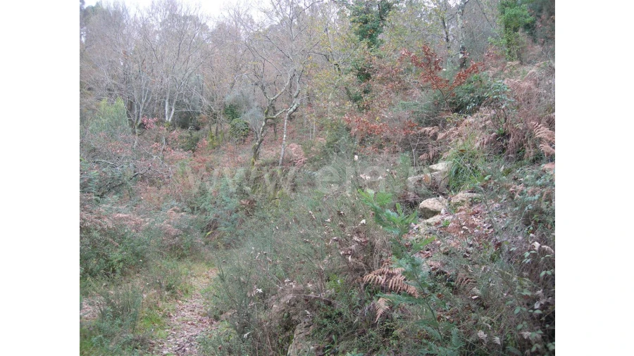 Quinta para Venda em Teixugueiras Foto 10