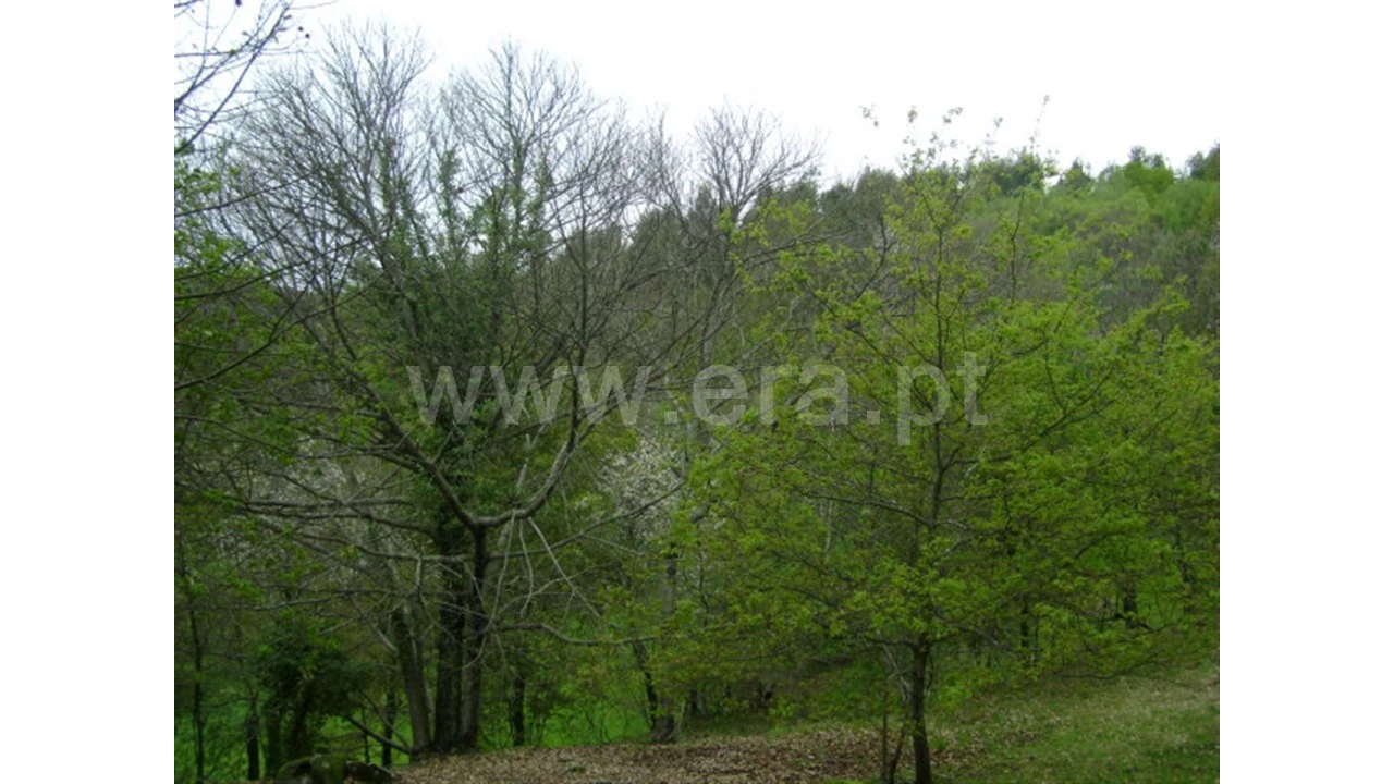 Quinta para Venda em Anjos Foto 10