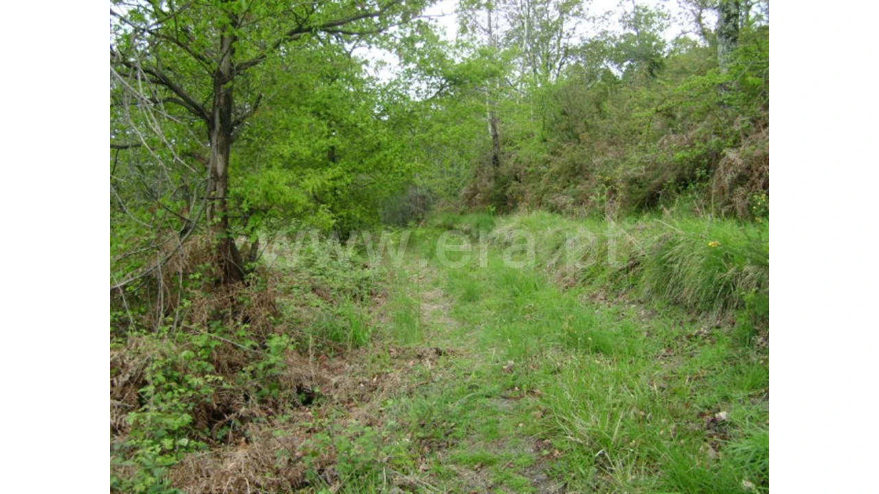 Quinta para Venda em Anjos Foto 12